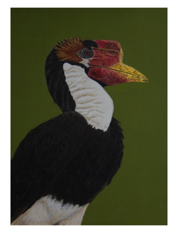Helmeted Hornbill, Critically Endangered